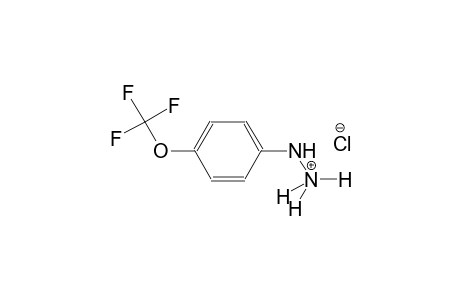 4-(Trifluoromethoxy)phenylhydrazine hydrochloride