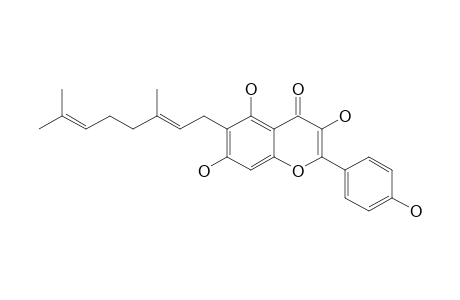 MACARANGIN;6-[(E)-3'',8''-DIMETHYL-2'',6''-OCTADIENYL]-KEAMPFEROL;6-GERANYLKAEMPFEROL