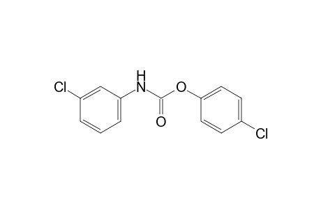 m-chlorocarbanilic acid, p-chlorophenyl ester