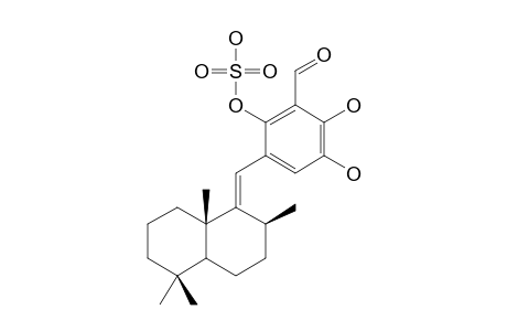 SIPHONODICTYAL_B2