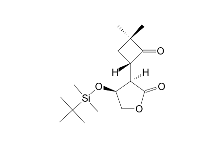 (3R,4S)-4-(TERT.-BUTYLDIMETHYLSILYLOXY)-3-[(1S)-3,3-DIMETHYL-2-OXA-CYCLOBUTYL]-4,5-DHYDROFURAN-2(3H)-ONE