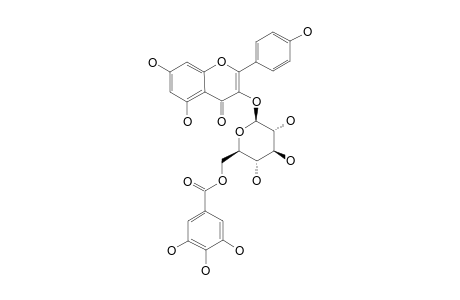 KAEMPFEROL-3-O-(6-BETA-O-GALLOYL-BETA-D-GLUCOPYRANOSIDE)