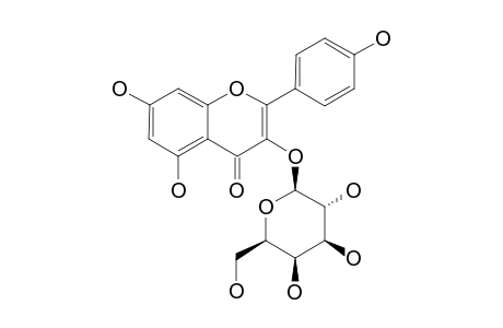KAEMPFEROL-3-O-BETA-D-GALACTOPYRANOSIDE