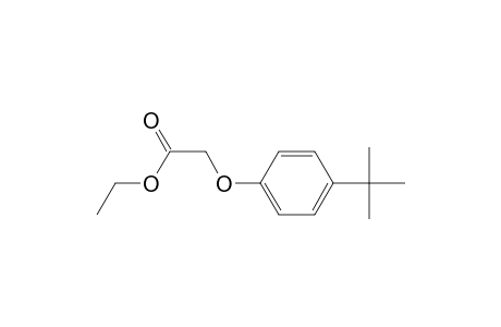 2-(4-tert-butylphenoxy)acetic acid ethyl ester