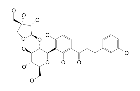 SCHOEPFIAJASMIN-C