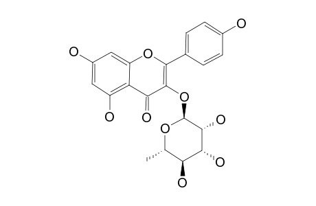 KAEMPFEROL-3-RHAMNOPYRANOSIDE