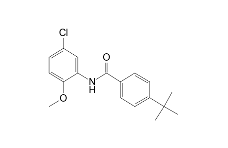 4-tert-BUTYL-5'-CHLORO-o-BENZANISIDIDE