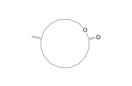 11-Methylene-oxacyclohexadecan-2-one