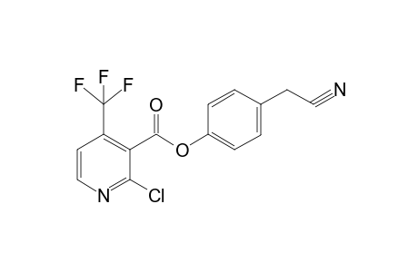 4-(Cyanomethyl)phenyl 2-chloro-4-(trifluoromethyl)nicotinate