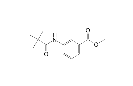 m-pivalamidobenzoic acid, methyl ester