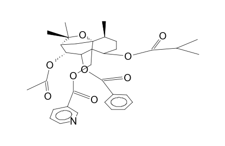 ANGULATUEOID E