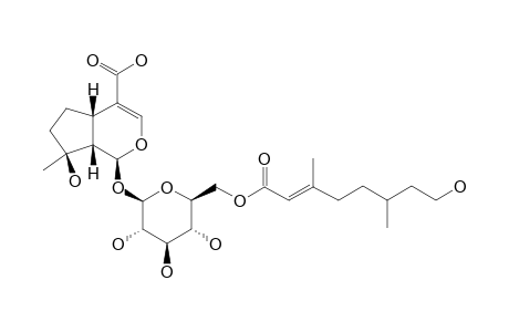 AGNUCASTOSIDE-B;6'-O-(6,7-DIHYDROFOLIAMENTHOYL)-MUSSAENOSIDIC-ACID