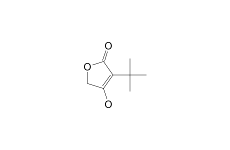 2(5H)-Furanone, 3-(1,1-dimethylethyl)-4-hydroxy-