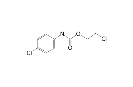 Carbanilic acid, p-chloro-, 2-chloroethyl ester