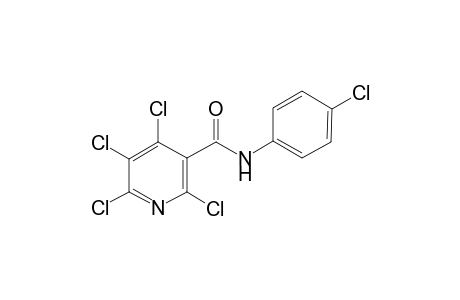3-pyridinecarboxamide, 2,4,5,6-tetrachloro-N-(4-chlorophenyl)-