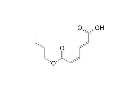 2,4-Hexadienedioic acid, monobutyl ester, (E,E)-