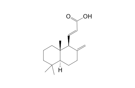 (E)-14,15,16-TRINORLABDA-8-(17),11-DIEN-13-OIC_ACID