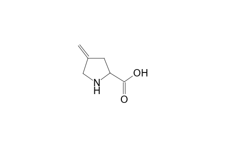 4-Methyleneproline