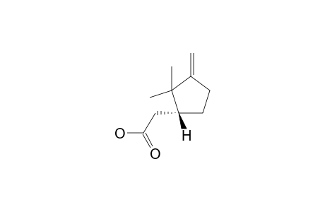 (+)-isocampholenic acid