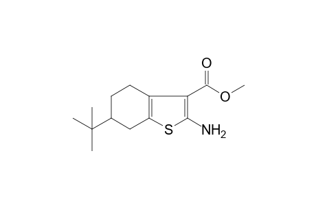 methyl 2-amino-6-tert-butyl-4,5,6,7-tetrahydro-1-benzothiophene-3-carboxylate