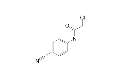 2-Chloro-N-(4-cyanophenyl)acetamide