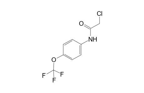 N1-[4-(Trifluoromethoxy)phenyl]-2-chloroacetamide