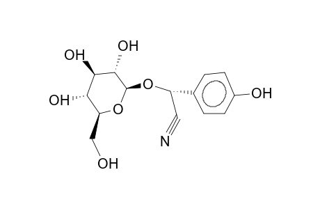 TAXIPHYLLIN