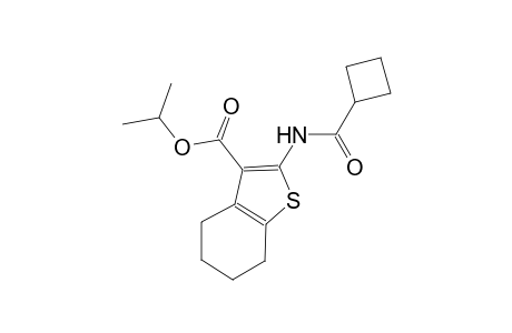 isopropyl 2-[(cyclobutylcarbonyl)amino]-4,5,6,7-tetrahydro-1-benzothiophene-3-carboxylate