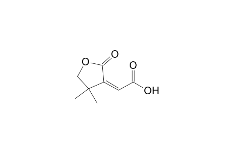 (Z)-4,4-DIMETHYL-2-OXOTETRAHYDROFURAN-3-YLIDENEACETIC-ACID