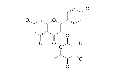 KAEMPFEROL-3-RHAMNOPYRANOSIDE