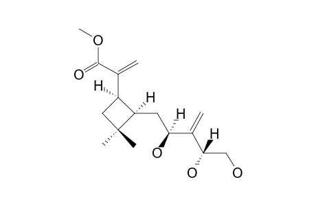 HEBELOPHYLLENE-G