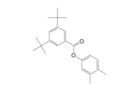 3,4-XYLYL 3,5-DI-tert-BUTYLBENZOATE