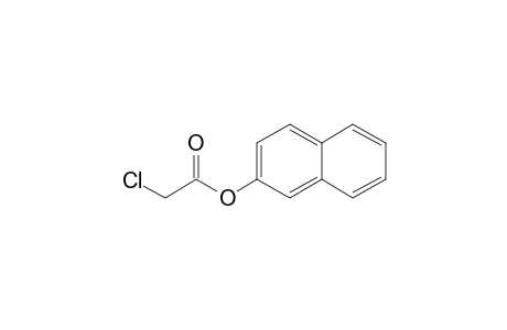 Chloroacetic acid, 2-naphthyl ester