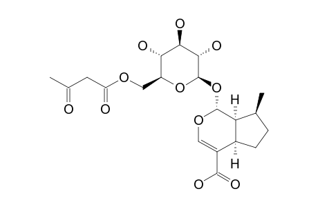 6'-O-ACETOACETYL-1,5,9-EPIDEOXYLOGANIC-ACID