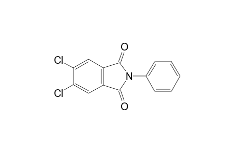 5,6-Dichloro-2-phenyl-1H-isoindole-1,3(2H)-dione