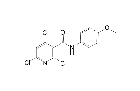 2,4,6-Trichloro-N-(4-methoxy-phenyl)-nicotinamide