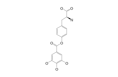 GALLOYLTYROSINE