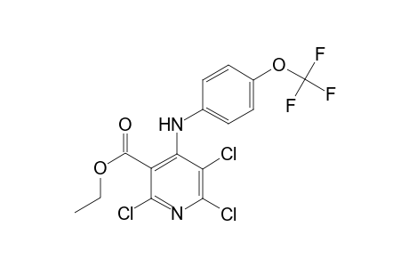 2,5,6-Trichloro-4-(4-trifluoromethoxy-phenylamino)-nicotinic acid ethyl ester